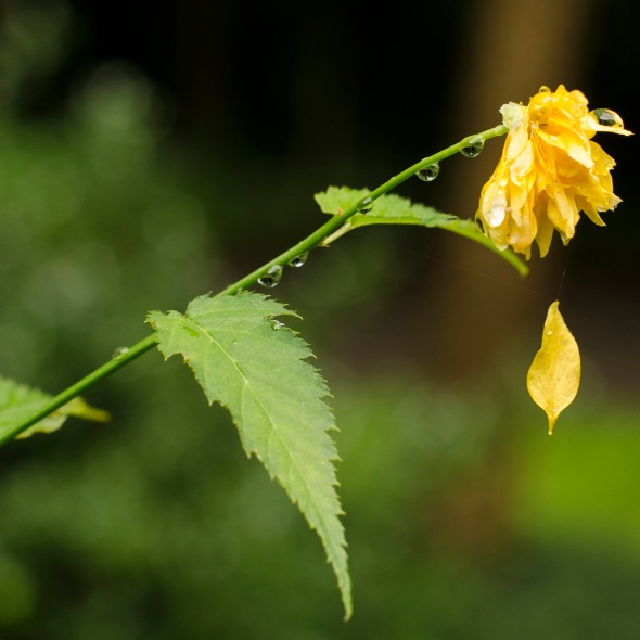yellow blossom in the rain with a leaf on a spider thread