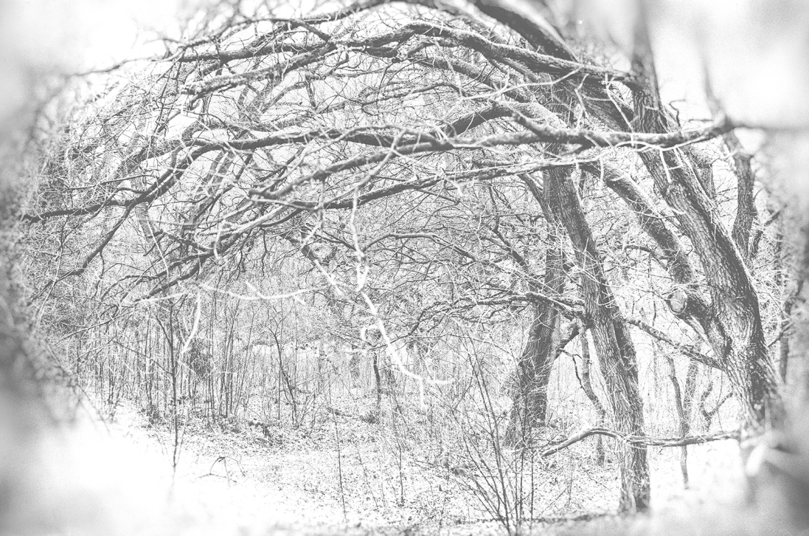 woods, black & white